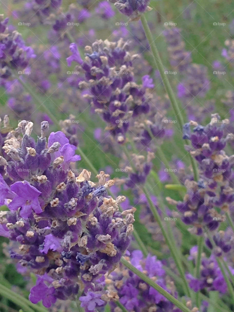 Lavender image technique full frame