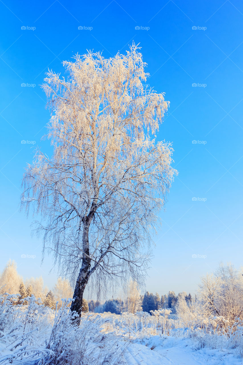 Hoarfrost birch on sunny winter day