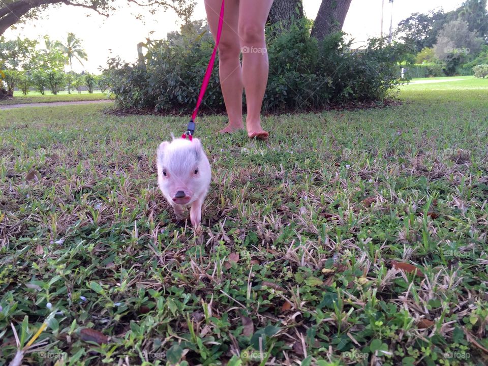 Pig Walk
