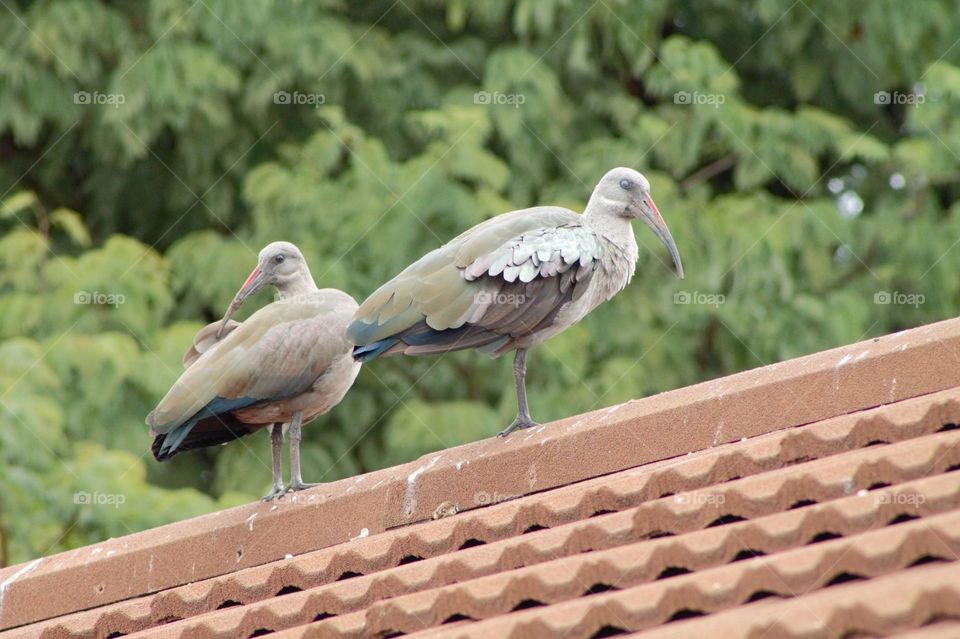 A pair of Hadeda Ibis ( Bostrychia hagedash) birds perched on the roof cap, preening their feathers, ever watchful of the intruder taking their pics.They have glossy wing coverts and back. The The decurved bill has a red ridge on the upper mandible.