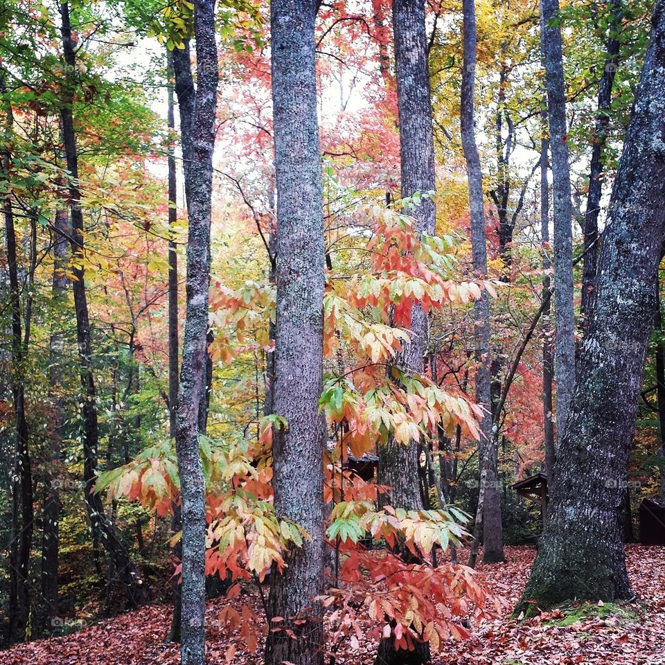 Autumn Trees