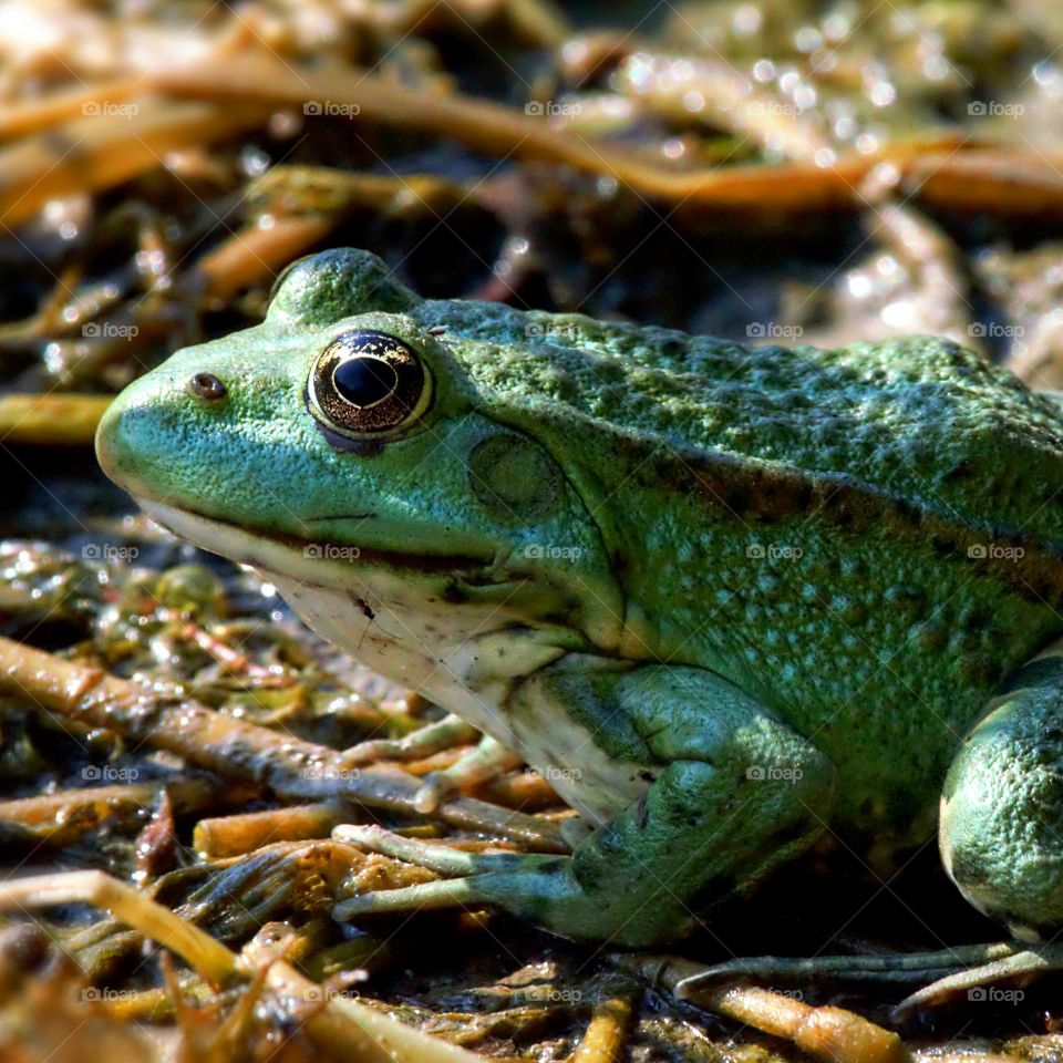 Princess? Prince? Commons frog?