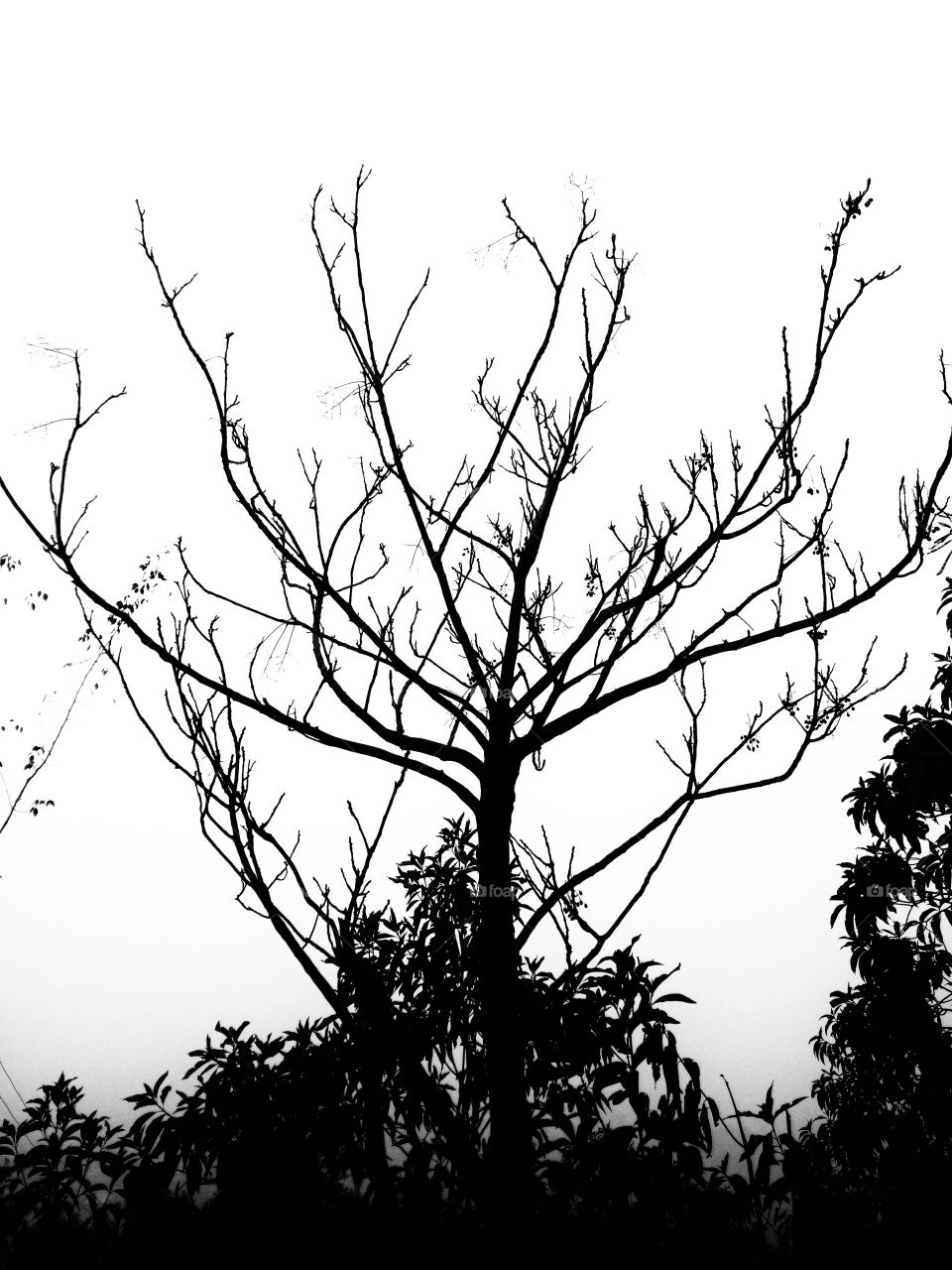 Branches White background