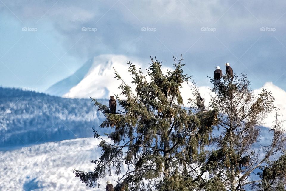 Six eagles in a tree