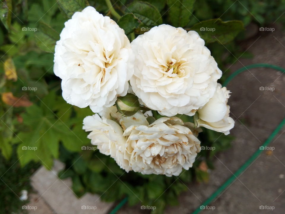 Flower, Rose, No Person, Leaf, Nature