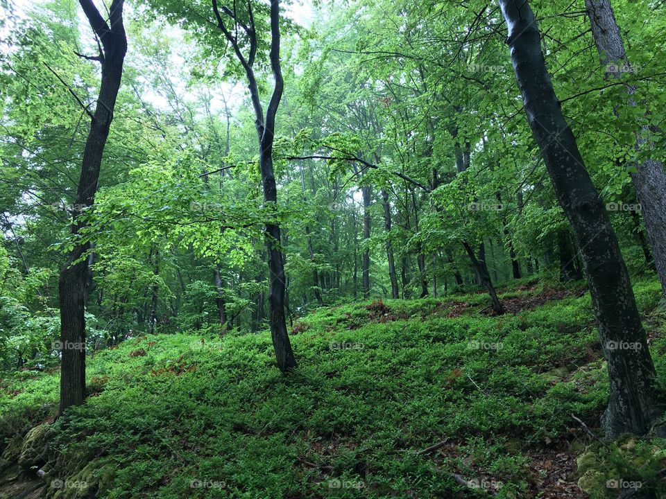 Slovenian green forest 