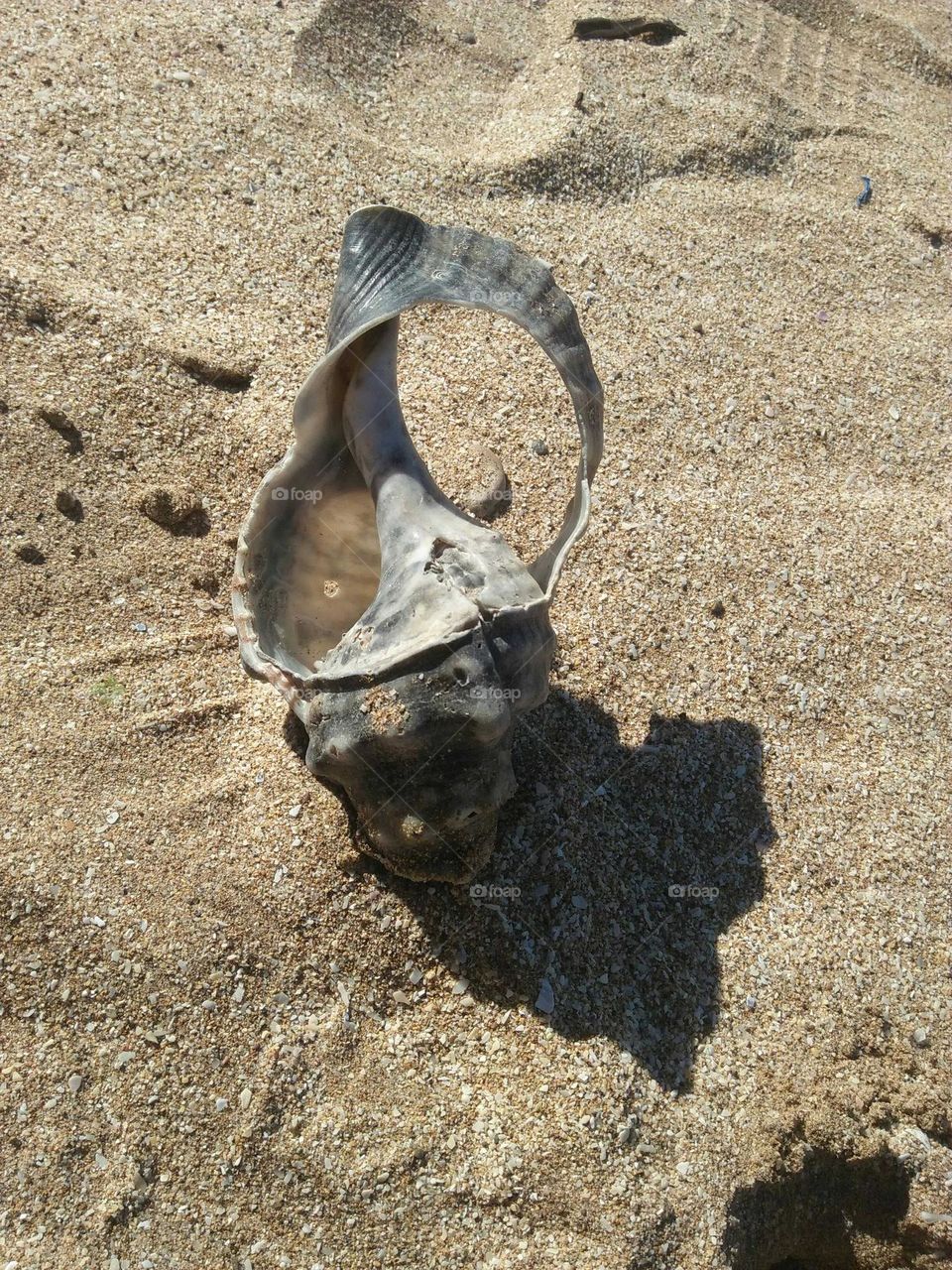 Lone  oyster on sand