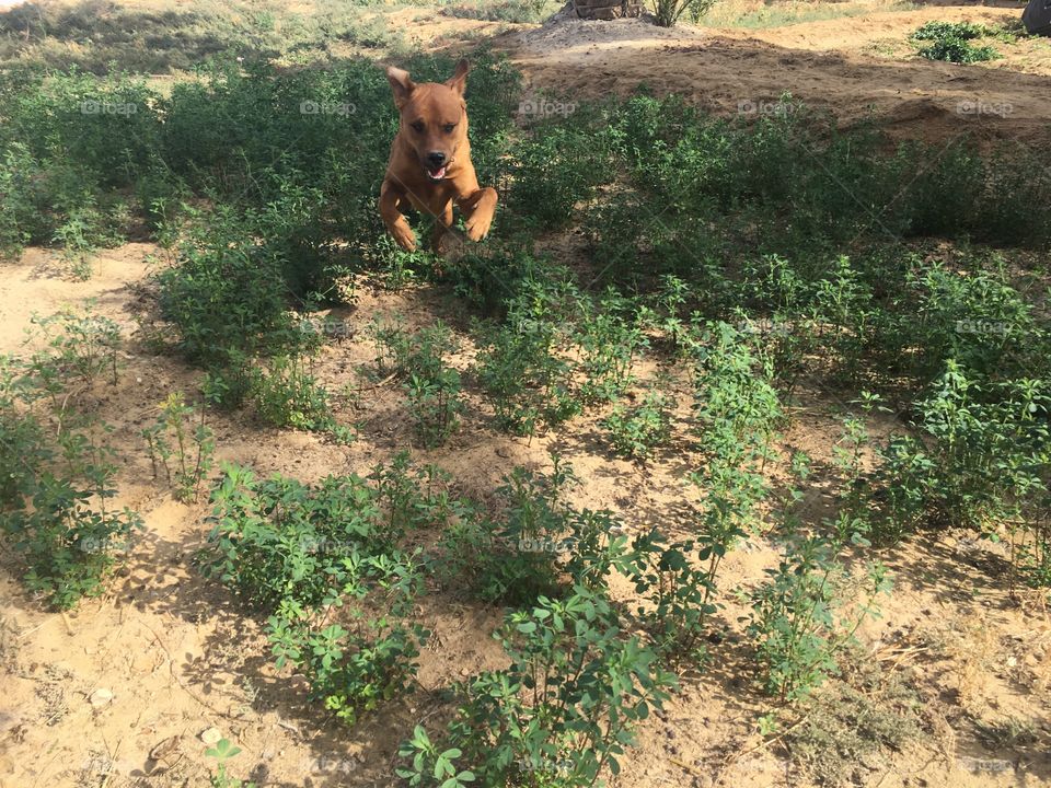 Playful Amoon dog jumping in the farm, Siwa oasis, Egypt