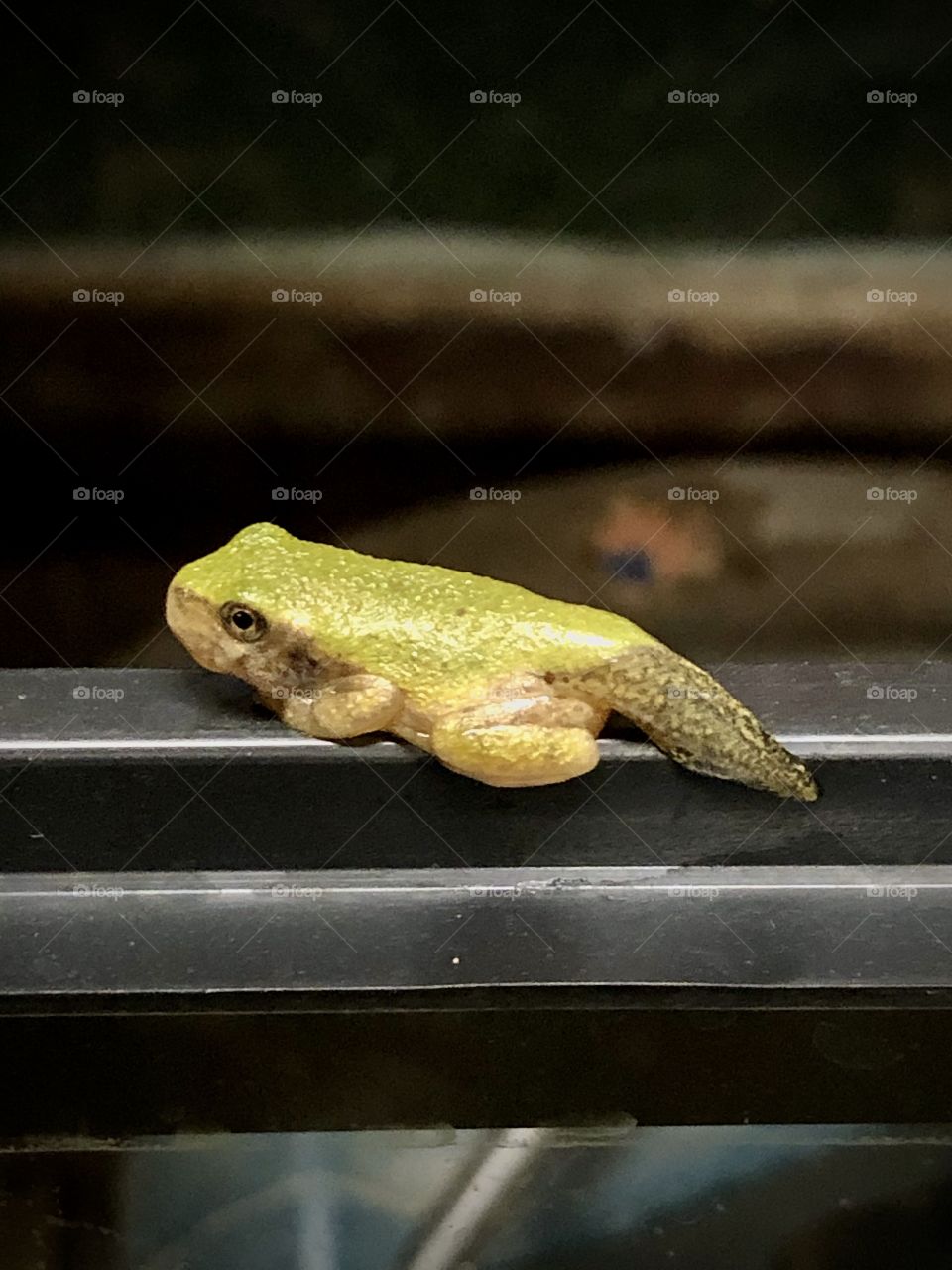 Young Frog with a Tail