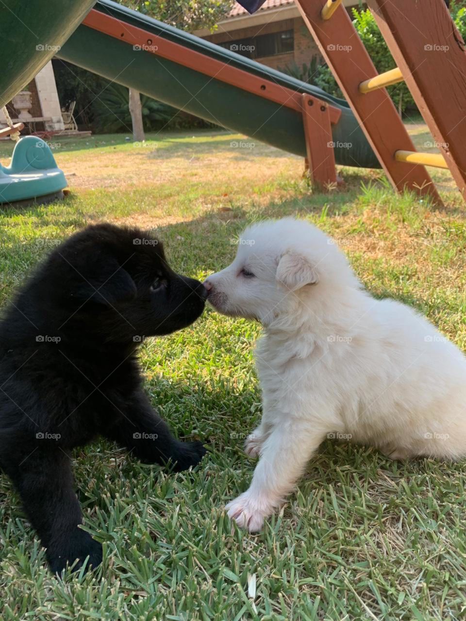 2 nuevos mejores amigos cachorritos blanco y negro, pastor blanco suizo y pastor aleman negro