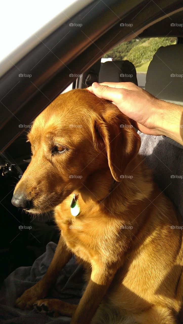 golden dog. i met a guy with a dog who reminds me of my dead dog who was very similar to her