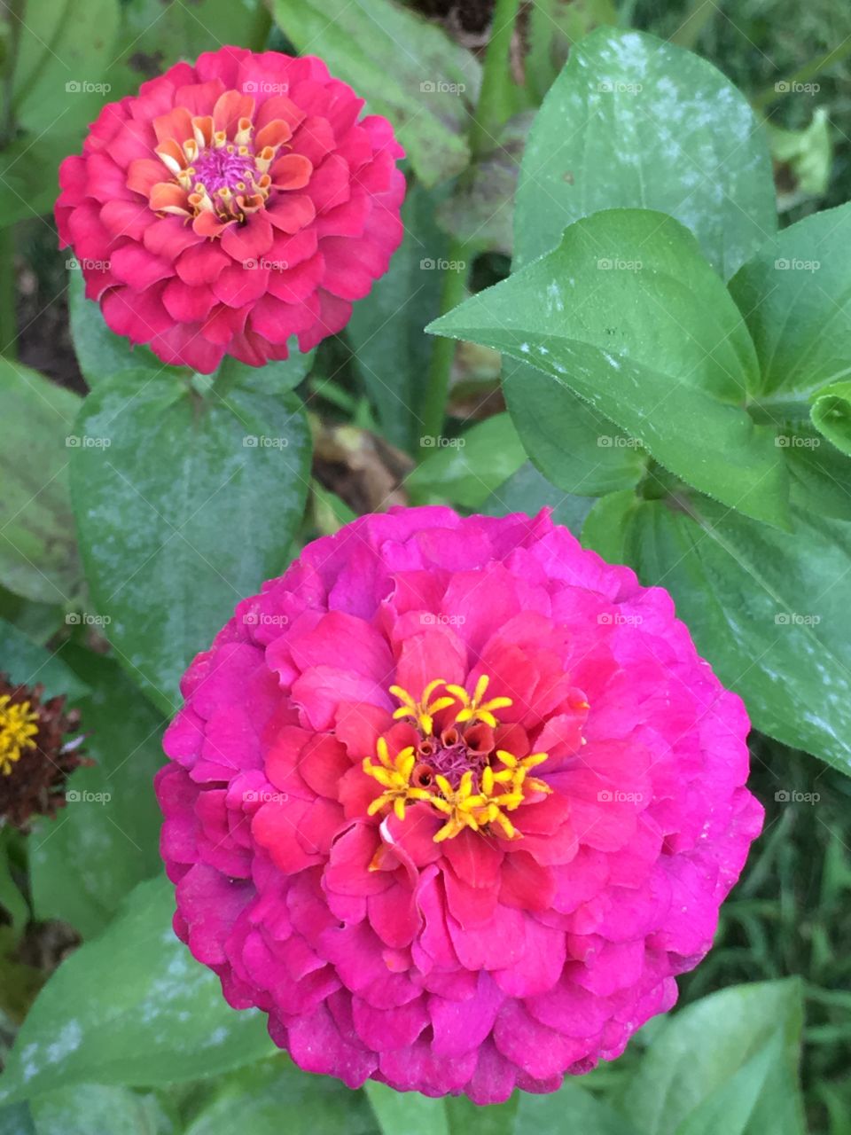 Pink Zinnias