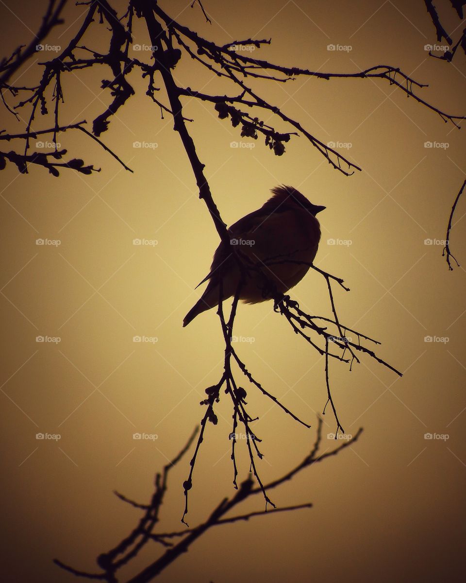 Warm silhouette of a small bird in a tree branch 