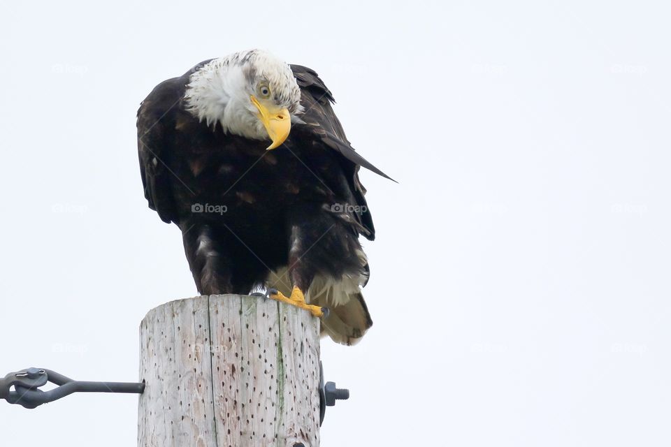 Bald eagle