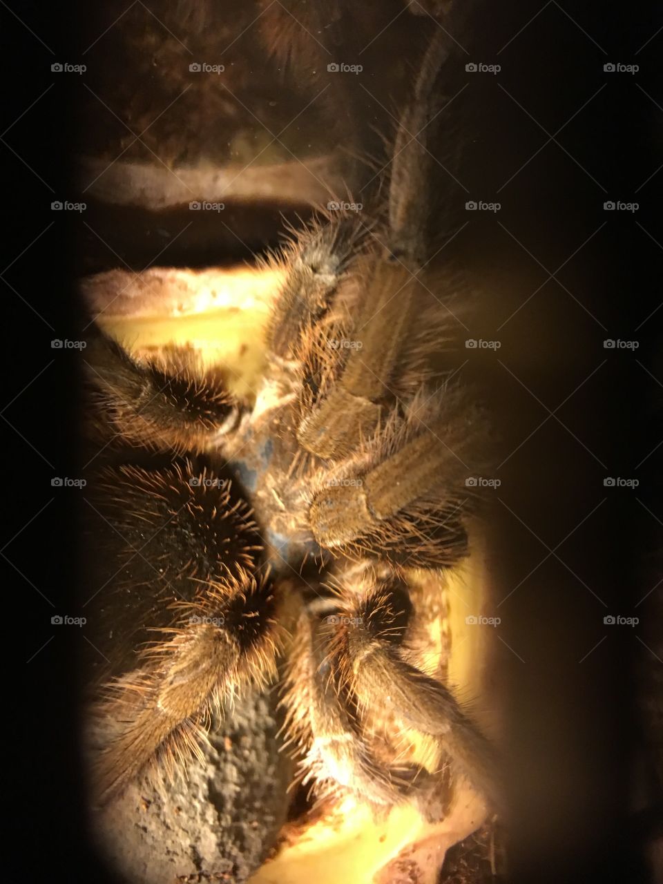 Tarantula 