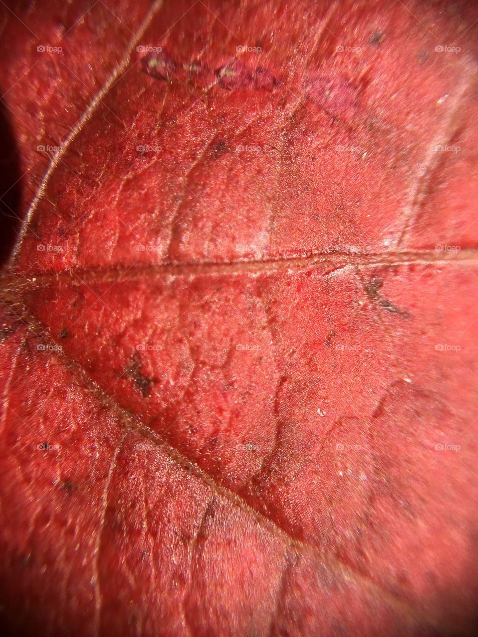 Red leaf