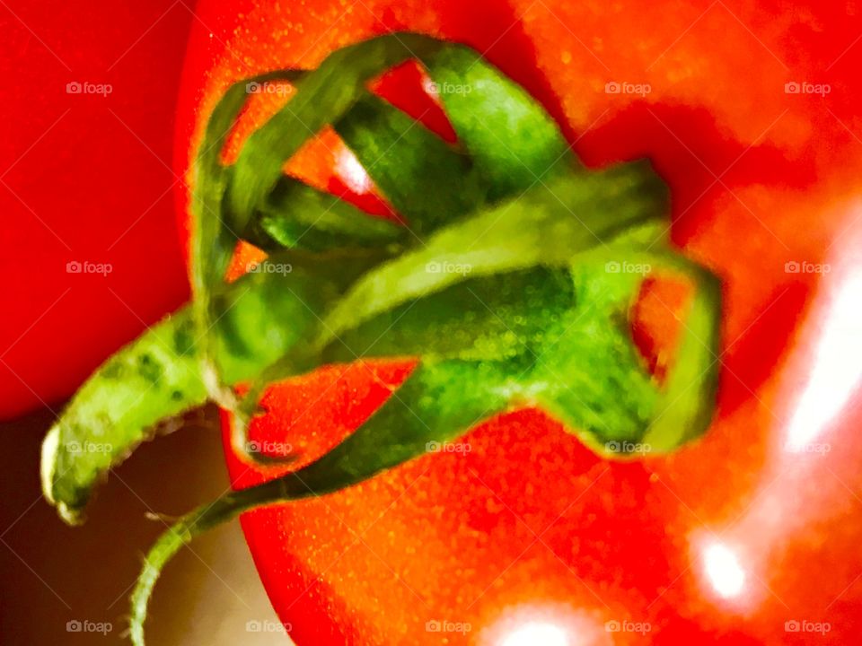 Ted tomato upclose 