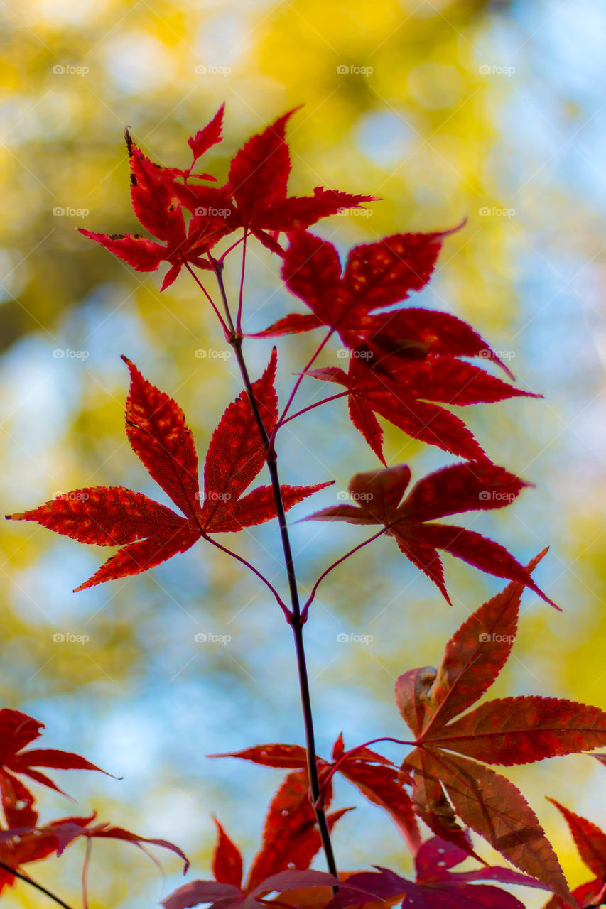 Colourful Maple Leaves in Portrait