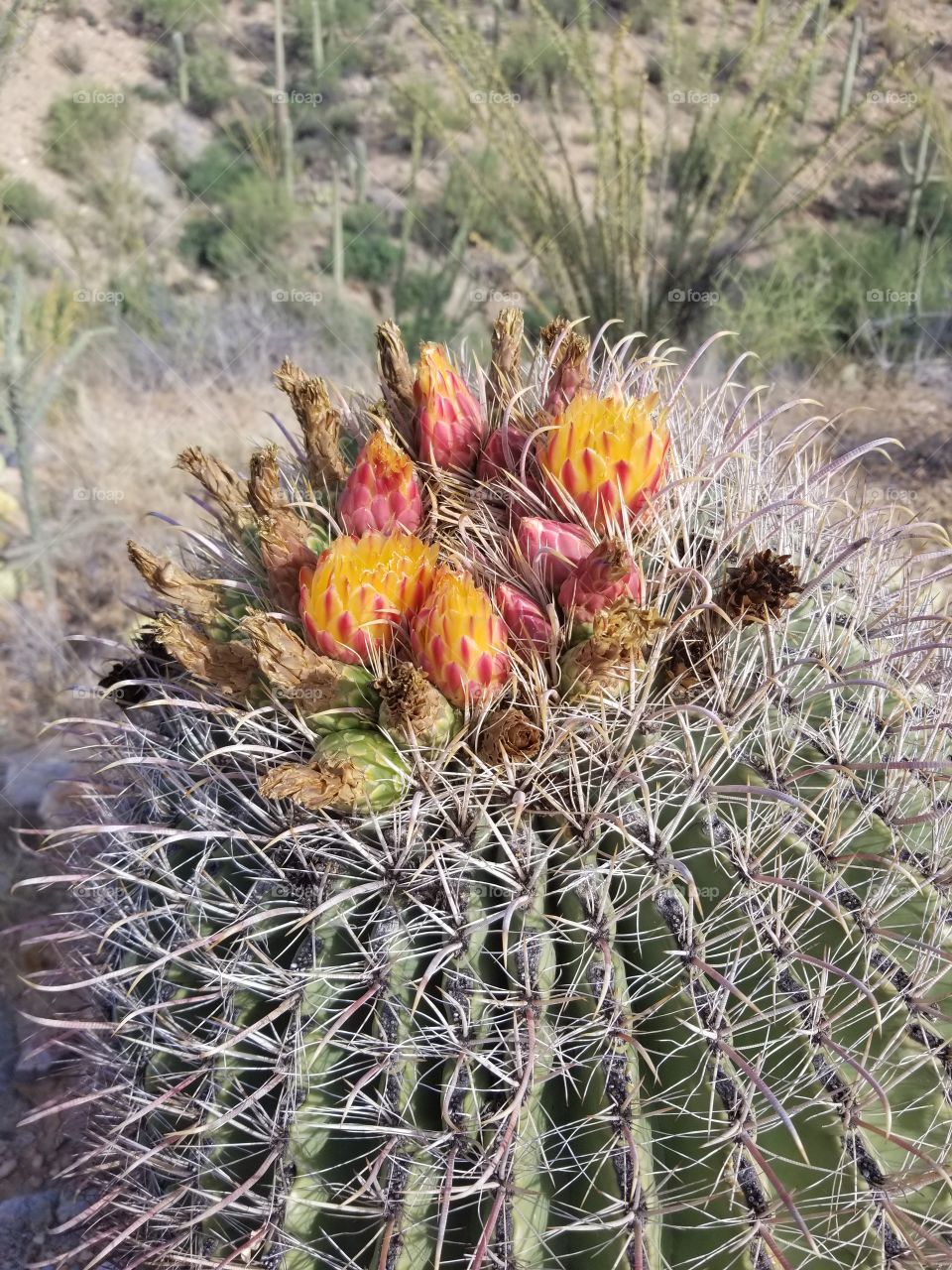 Barrel Cactus Blooms and Fruita