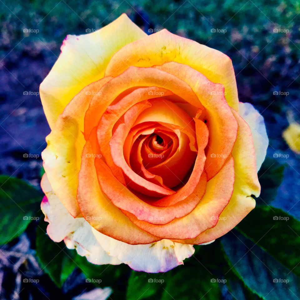 🌺Fim de #cooper!
Suado, cansado e feliz, alongando e curtindo a beleza das #flores do nosso #jardim. E essa #rosa de cores incríveis?
🏁
#corrida #treino #flor #flowers #pétalas #pétala #jardinagem #garden #flora #run #running #esporte #alongamento