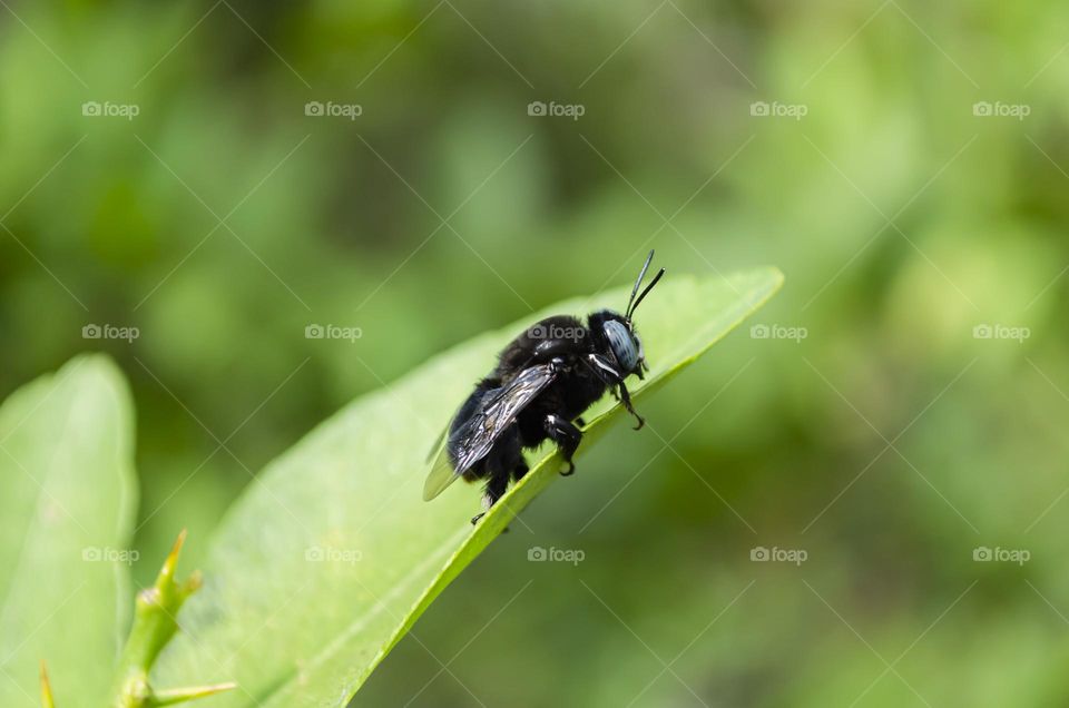 Carpenter Bee On Lime Leaf