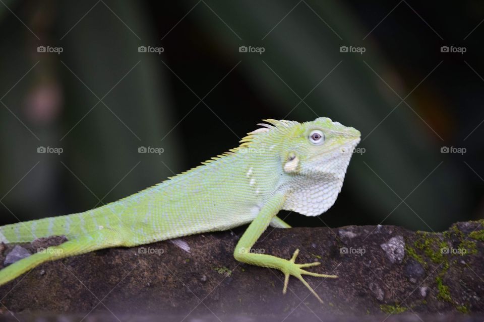 Beautiful creature shot in Bali, Indonesia, with my Nikon camera last summer. What I like in travelling is discovering animals like that