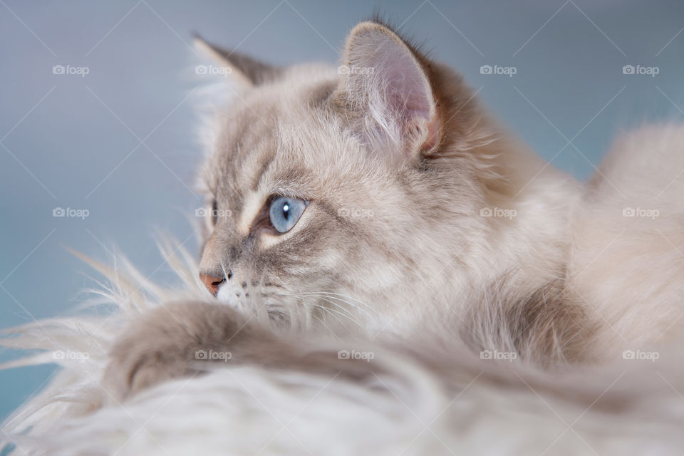 Silver-tabby Neva masquerade (Siberian color-point) cat portrait on light blue background 