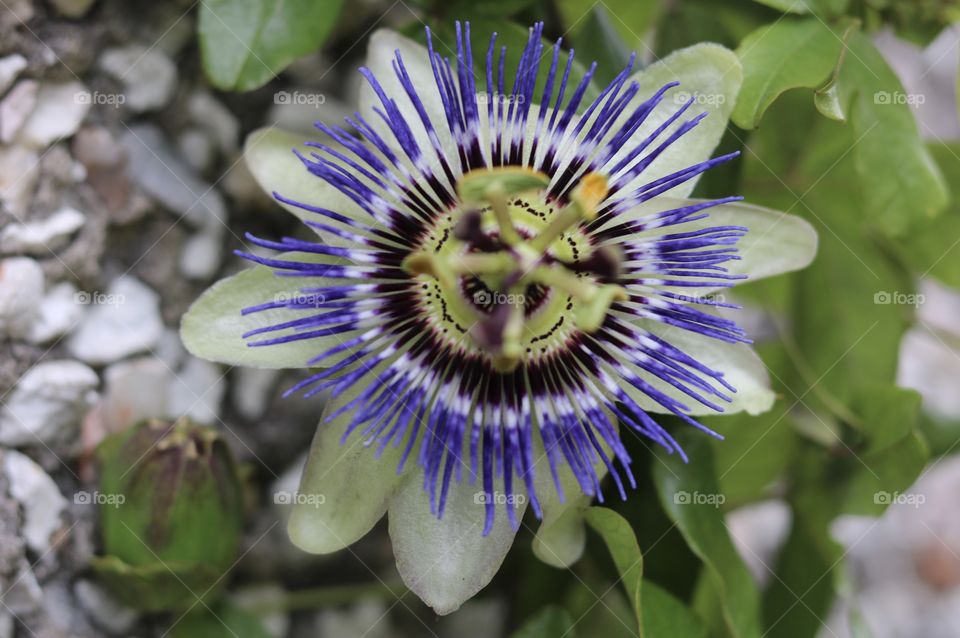 a flower in my garden