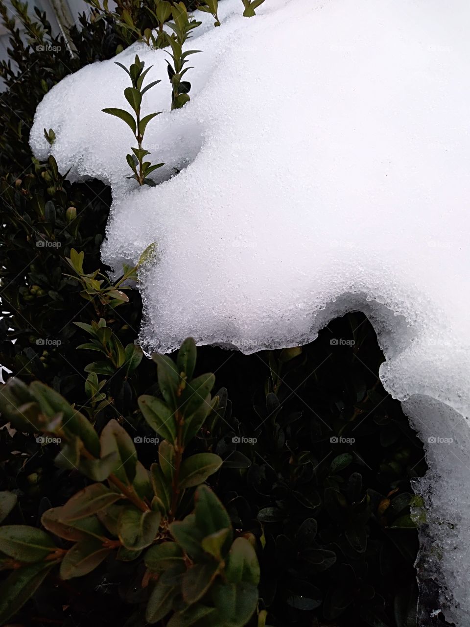 green leafs of a flow under the snow