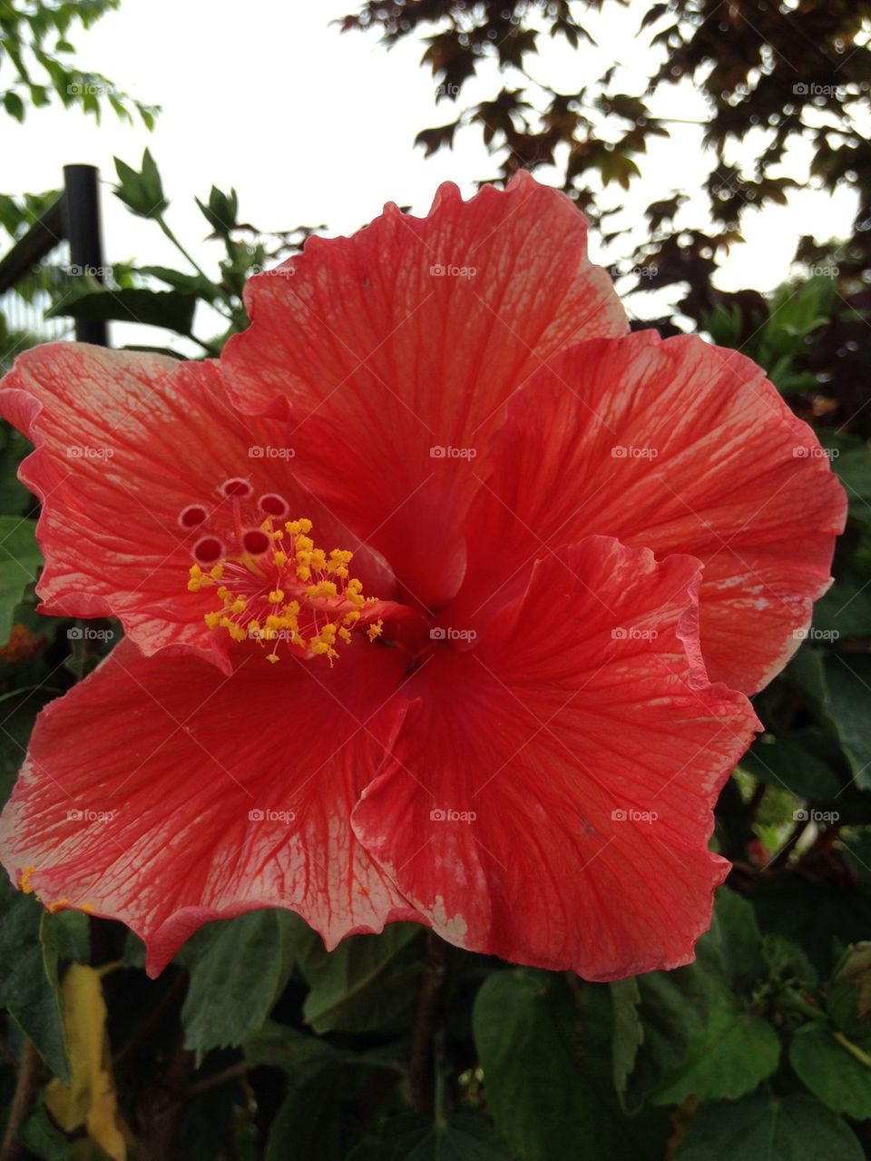 Hibiscus flower close up