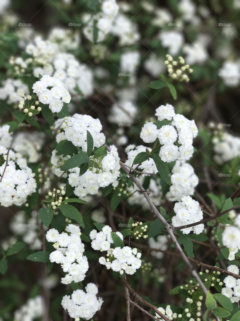 White flower field