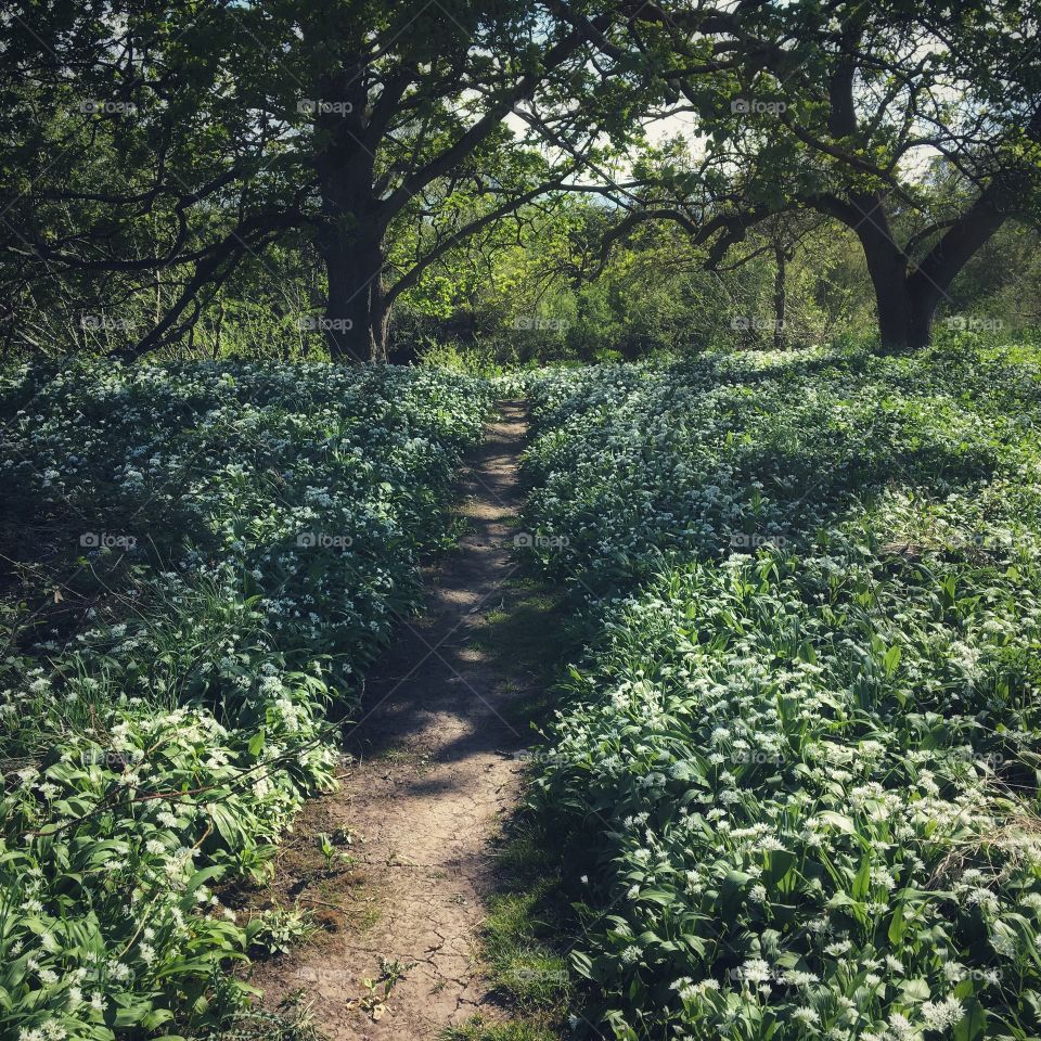 Wild garlic growing by the riverside 