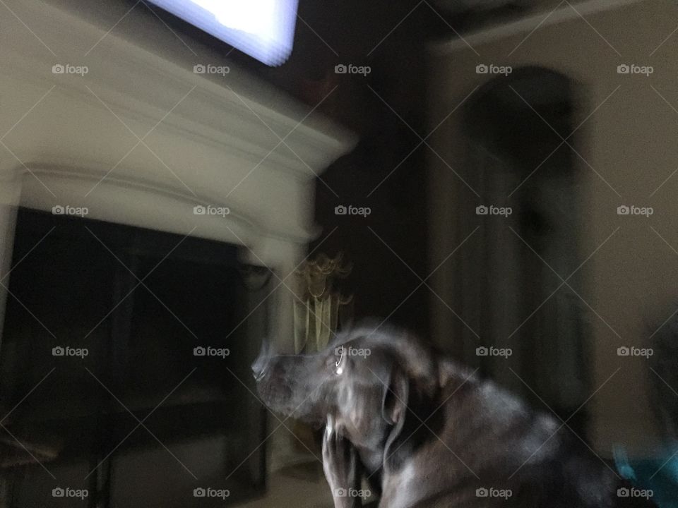 Dog, Room, People, Light, Mammal
