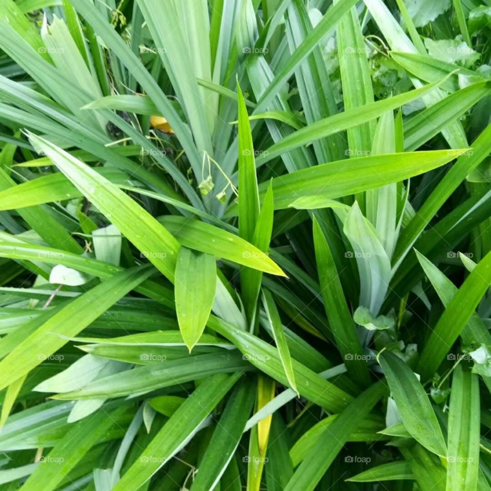 نبات سحريTanaman ajaib/Magical plant神奇的植物）