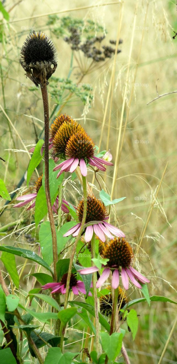 flowers