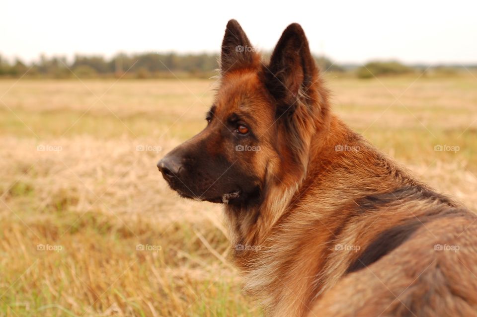 German Shepherd