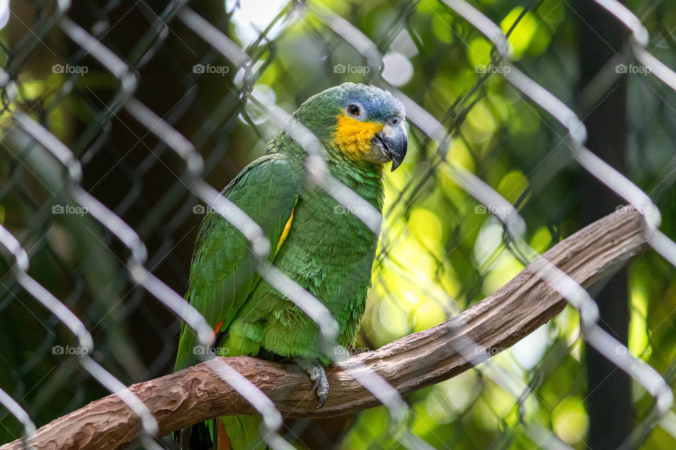 Brazilian parrot sad to be trapped