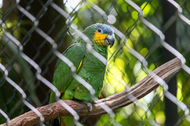 Brazilian parrot sad to be trapped