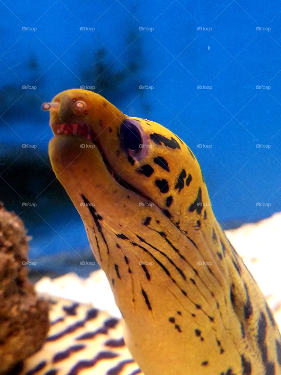 eel