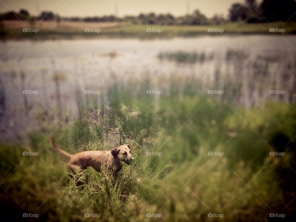 In the cattails