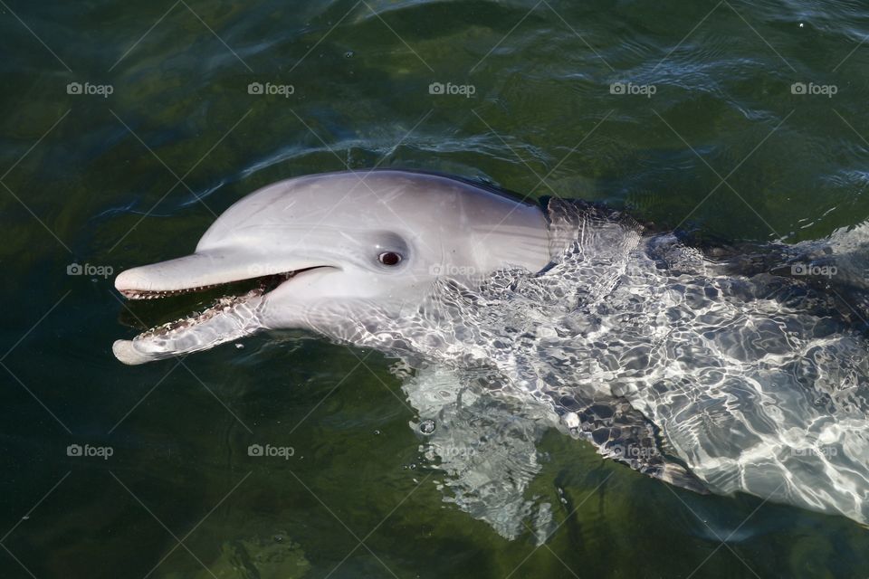 Friendly wild dolphin, South Australia closeup, head out of water, in the ocean, Spencer Gulf, Eyre Peninsula, Australian wildlife