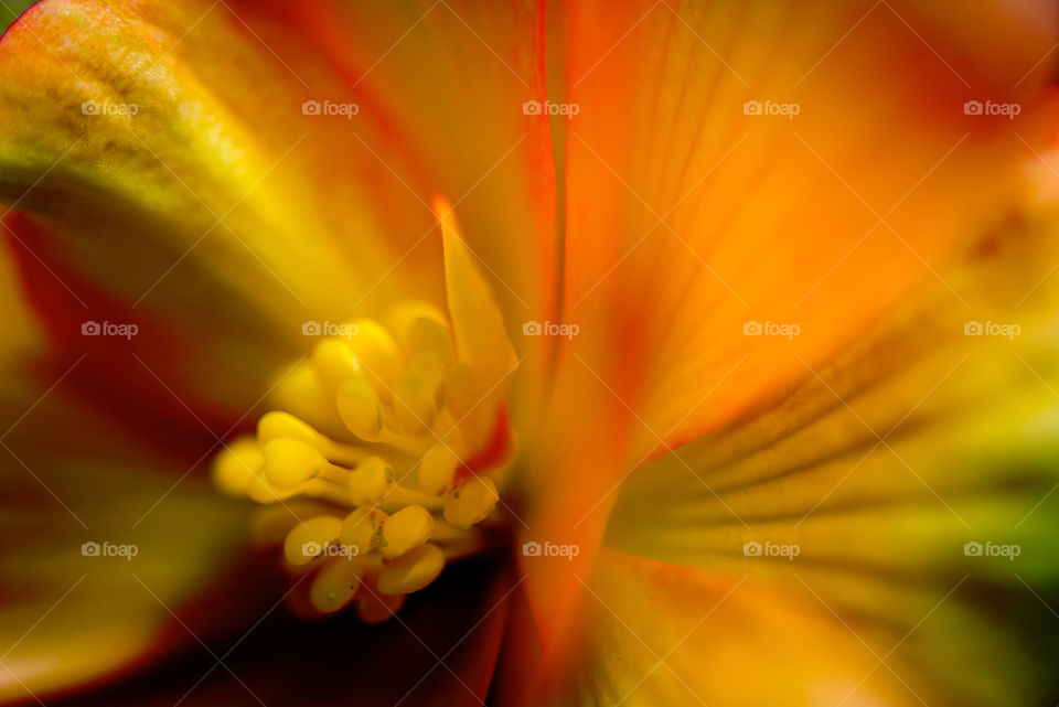 Abstract of close-up on a yellow spring flower with red highlights