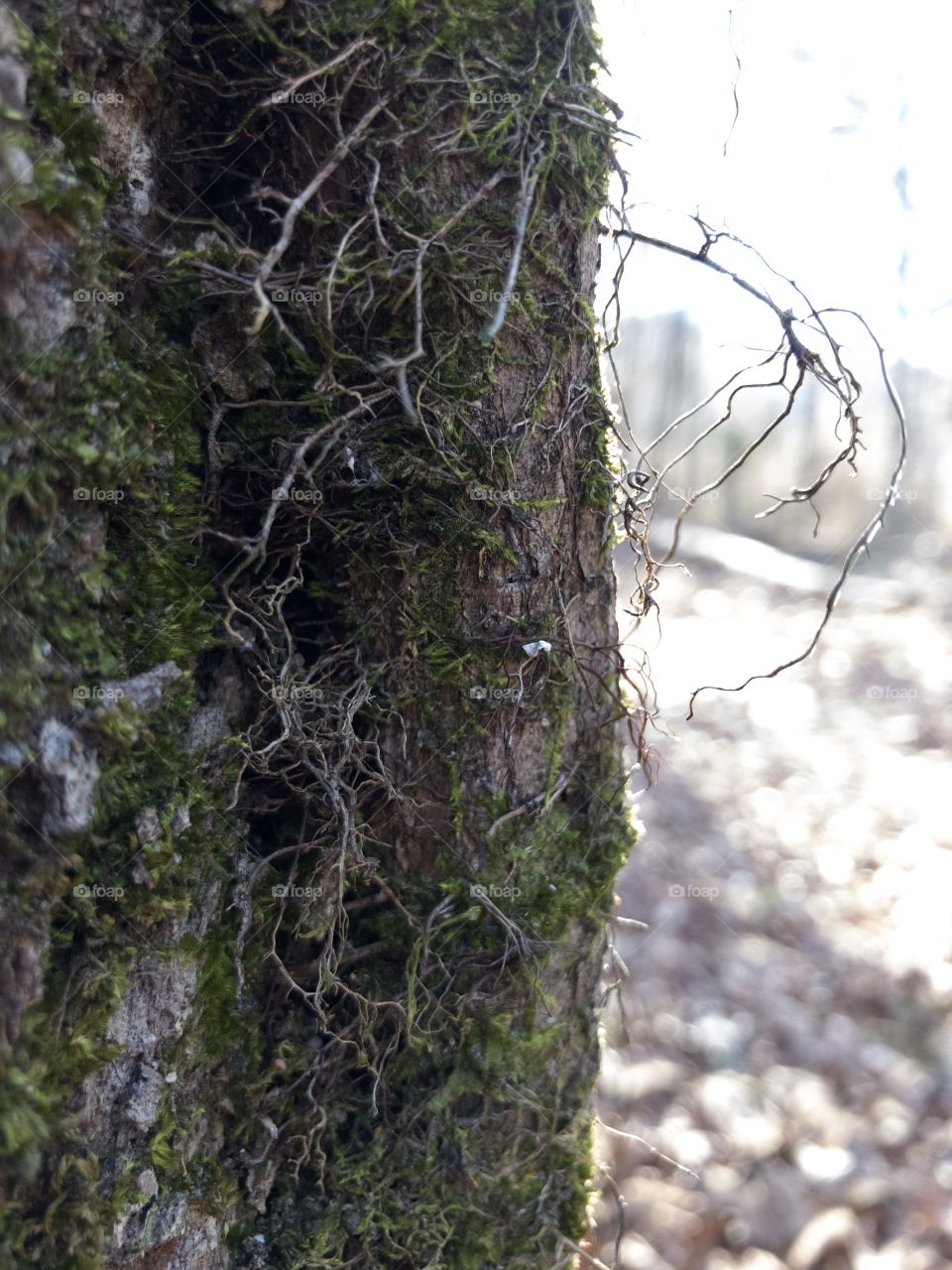 Closeup of tree trunk in winter 