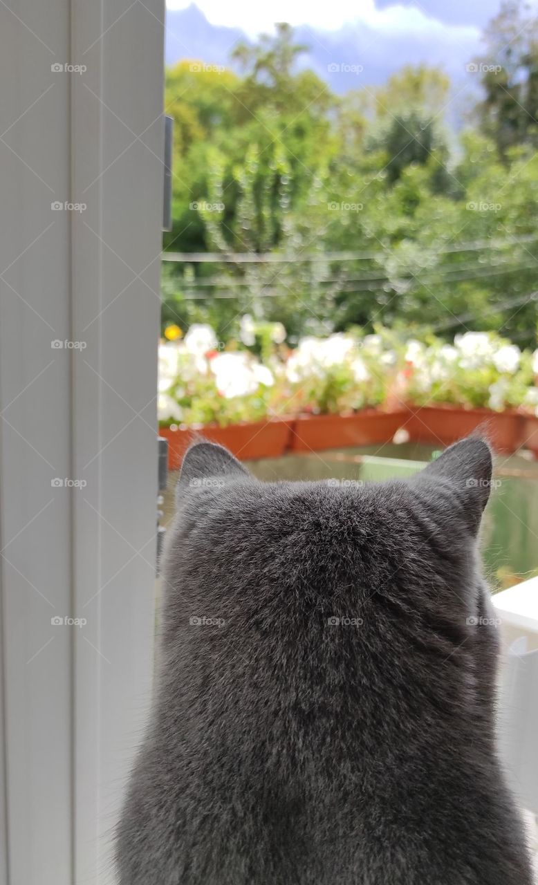 Attentive look of a british cat