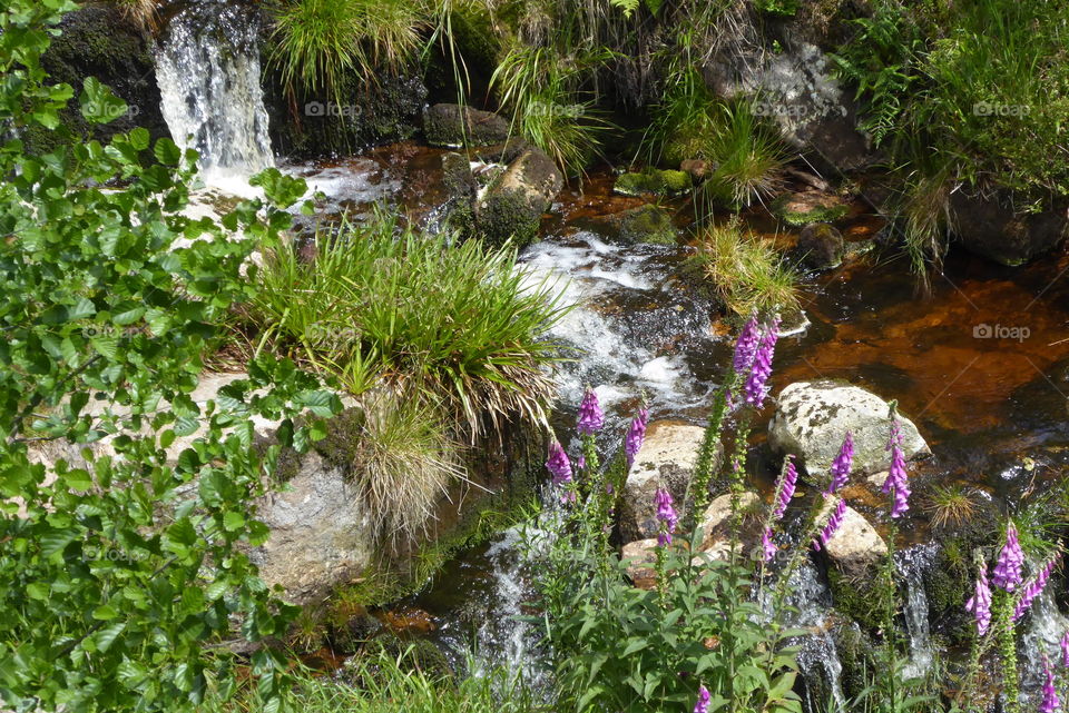 Beautiful nature around us Harz Germany summer 2020