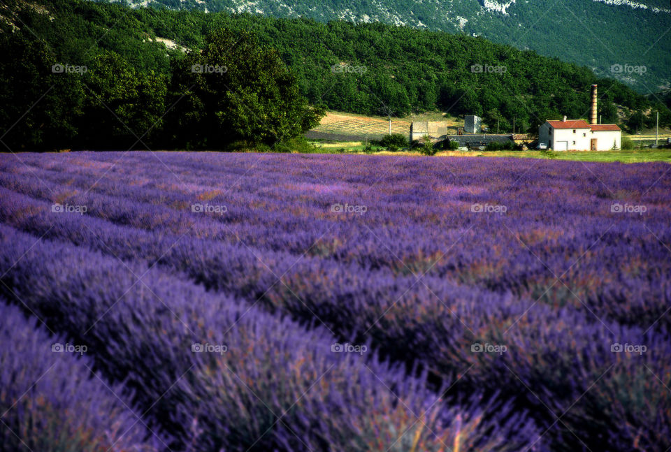 Lavender. Provence
