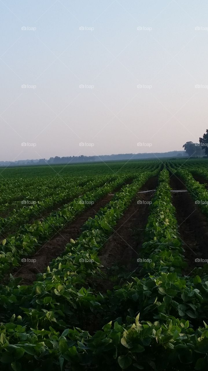 Beans field. Farm in Marianna, Arkanzas