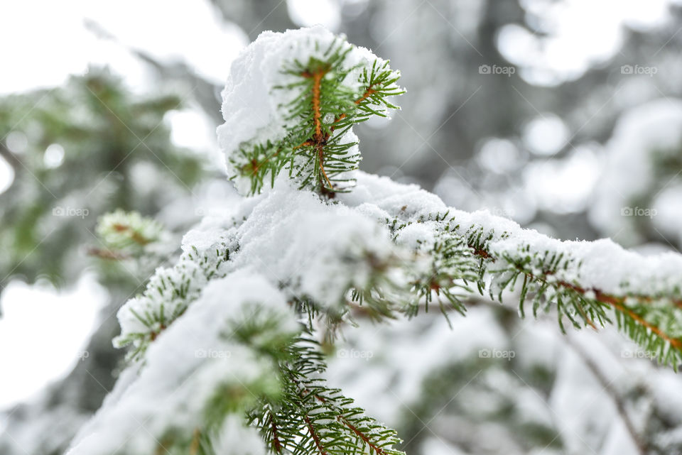 Winter, Tree, Christmas, Snow, Needle
