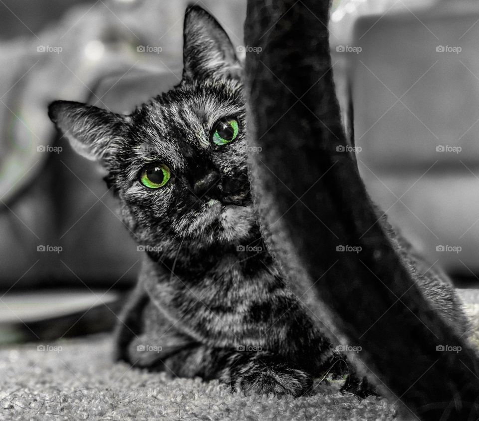 Black and white photo with a splash of color of a Tortie cat laying on the carpet next to a cat scratcher 