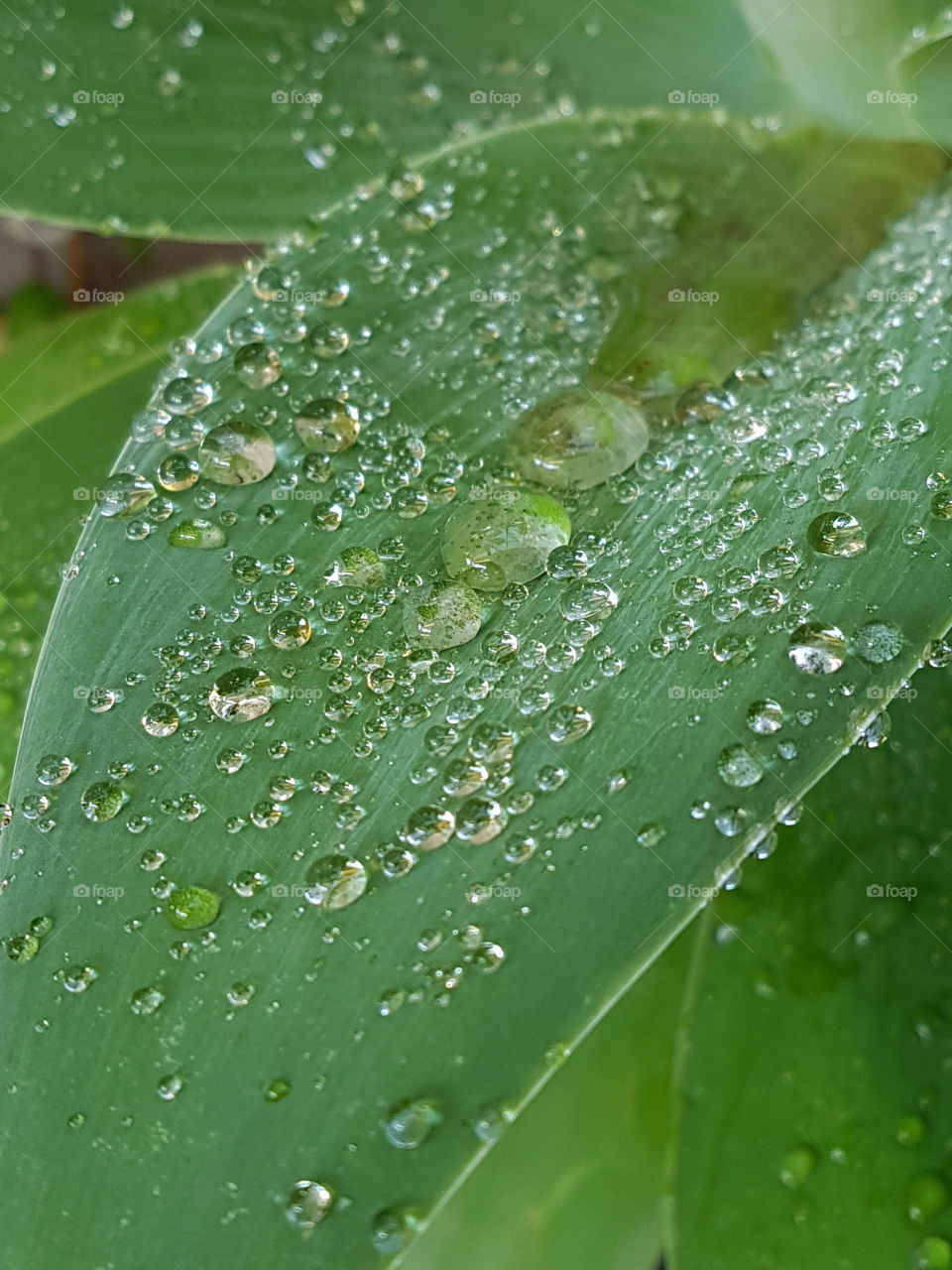 dew droplets. water droplets